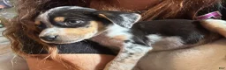 Mixed Breed dogs for sale: Riley - Ad 1
