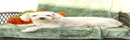 Yochon dogs for sale: Chloe - Ad 4