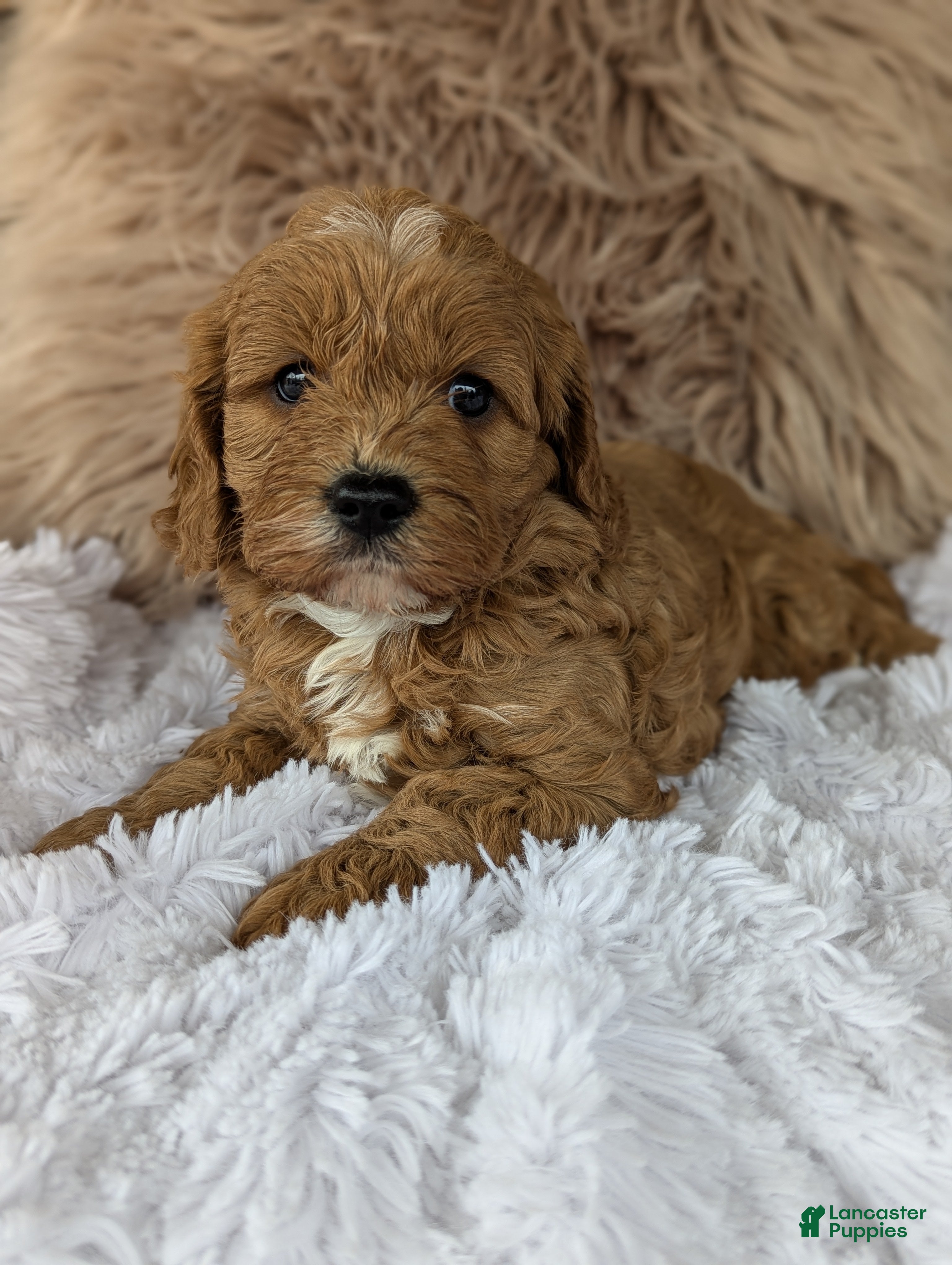 Cavapoo dogs Champ  - Ad 2