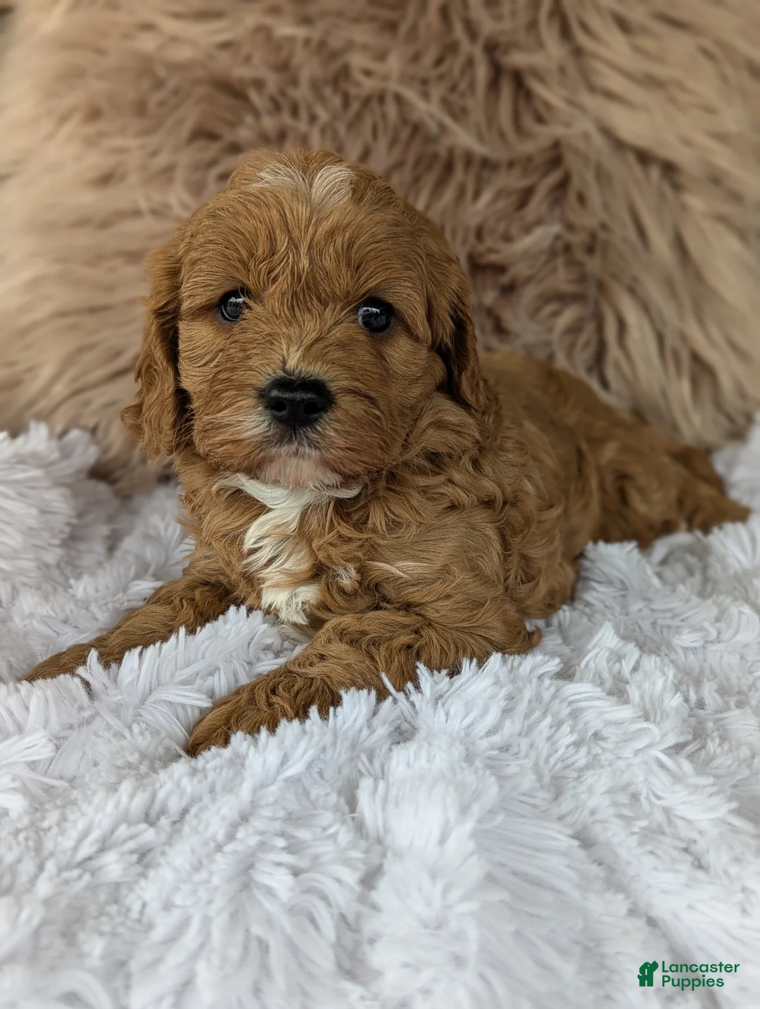 Cavapoo dogs for sale: Champ  - Ad 2