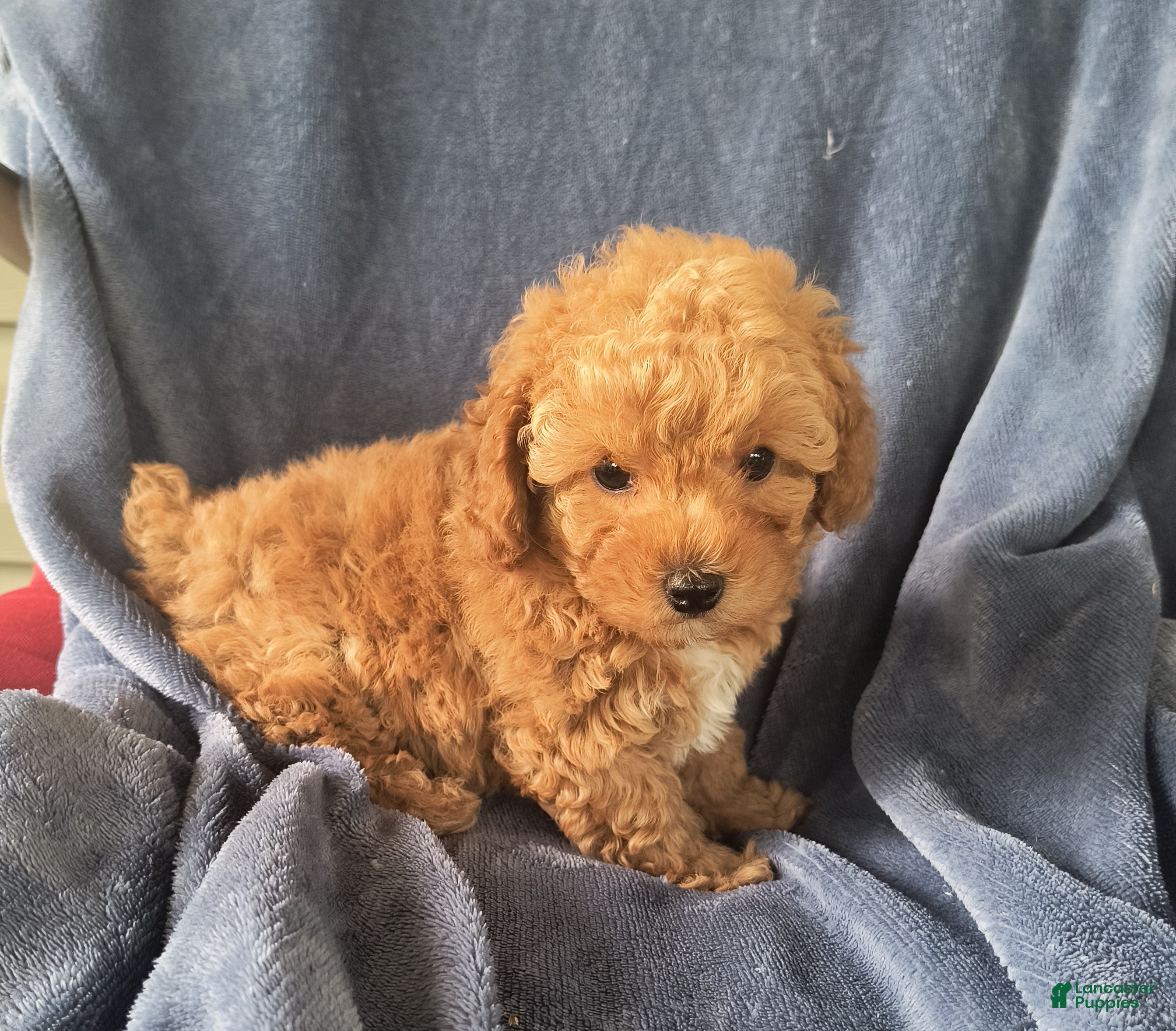 Toy Poodle dogs Toby  - Ad 2