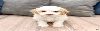 Cody