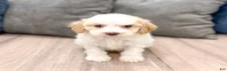 Cavapoo dogs for sale: Cody - Ad 1