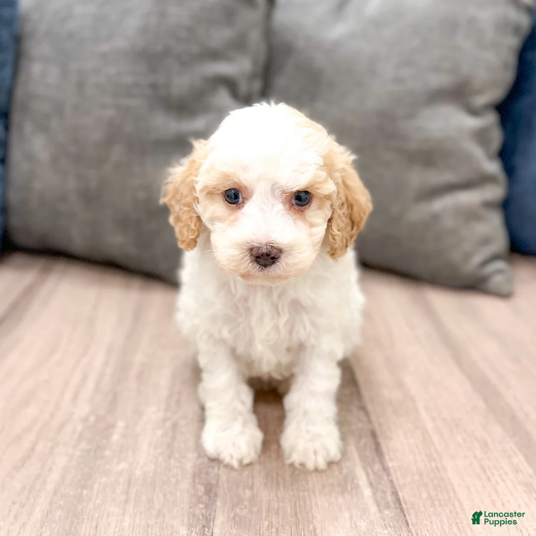 Cavapoo dogs for sale: Cody - Ad 1