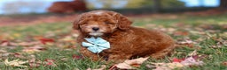 Miniature Poodle dogs for sale: Drumstick - Ad 7
