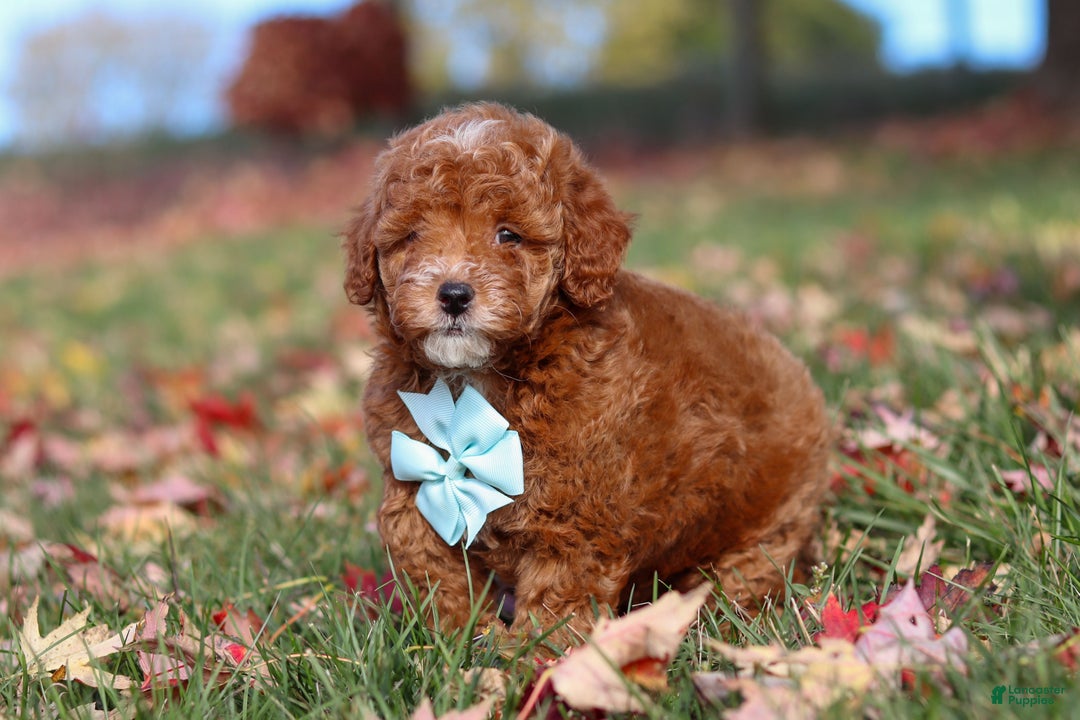 Miniature Poodle dogs for sale: Drumstick - Ad 7