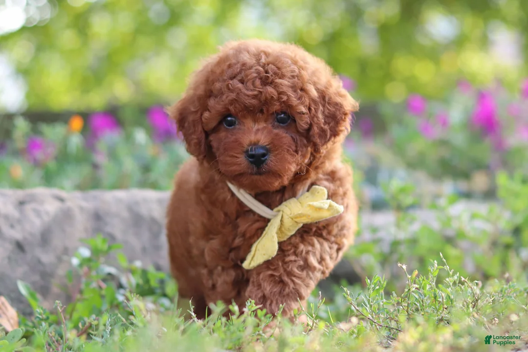 Miniature Poodle dogs for sale: Jance - Ad 1