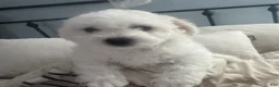 Bichon Frise dogs for sale: Baby boy 1 - Ad 4
