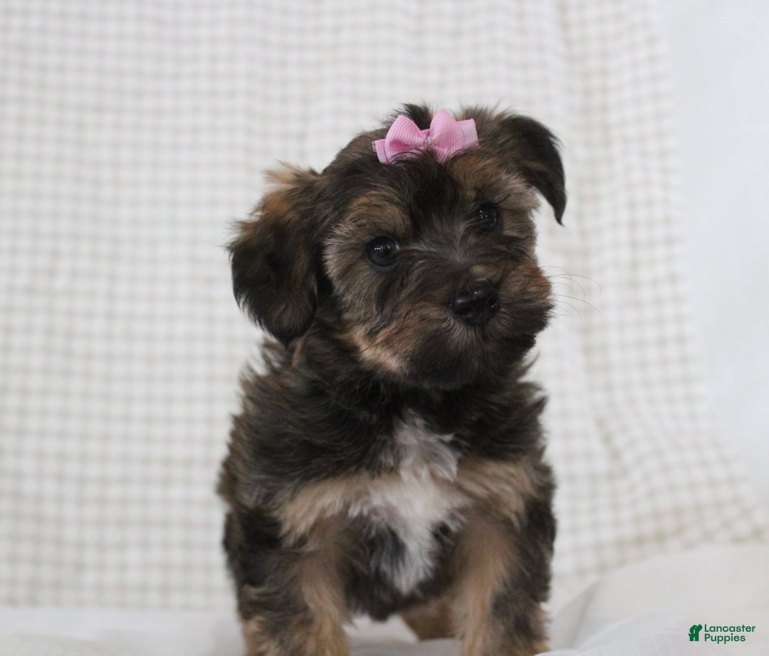 Yorkiepoo dogs for sale: Angel - Ad 6