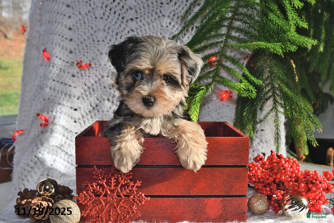 Yorkiepoo dogs for sale: Zuma - Ad 4