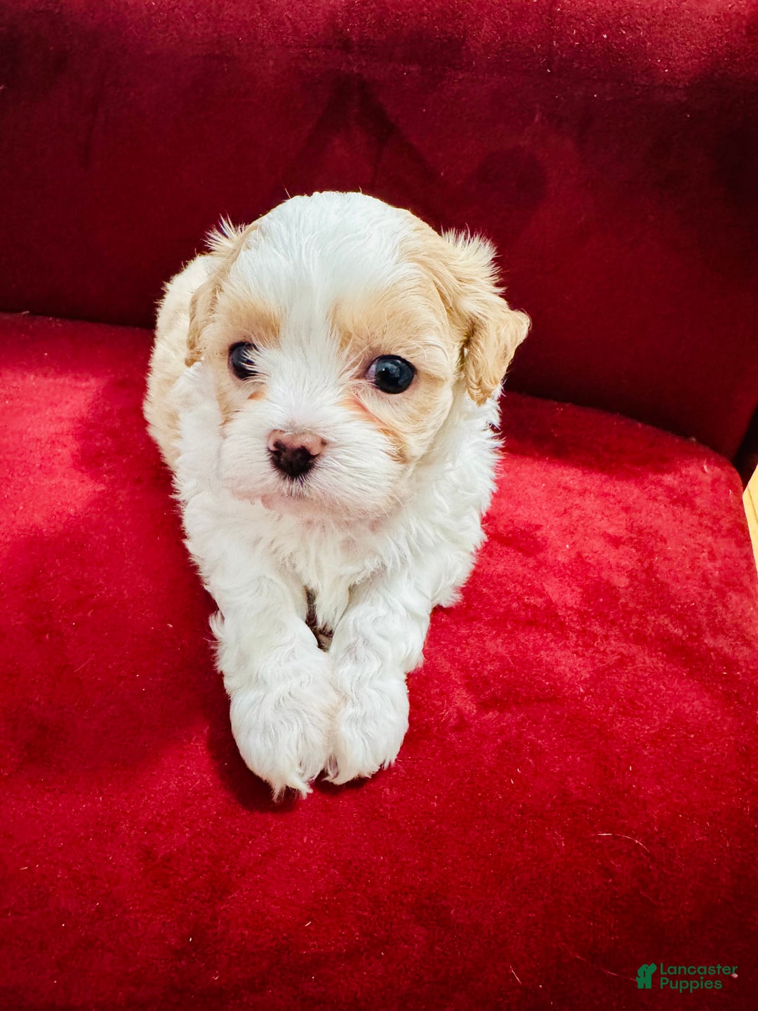 Shihpoo dogs for sale: Victor  - Ad 1