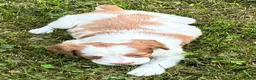 Brittany Spaniel dogs for sale: Hawkeye Holly Girl 3 - Ad 7
