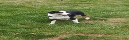 Miniature Australian Shepherd dogs for sale: Rascal - Ad 6