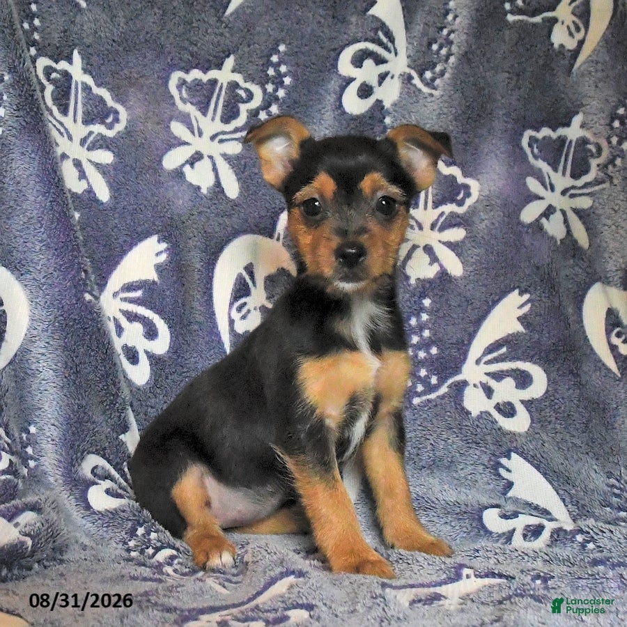 Mixed Breed dogs Buela - Ad 1