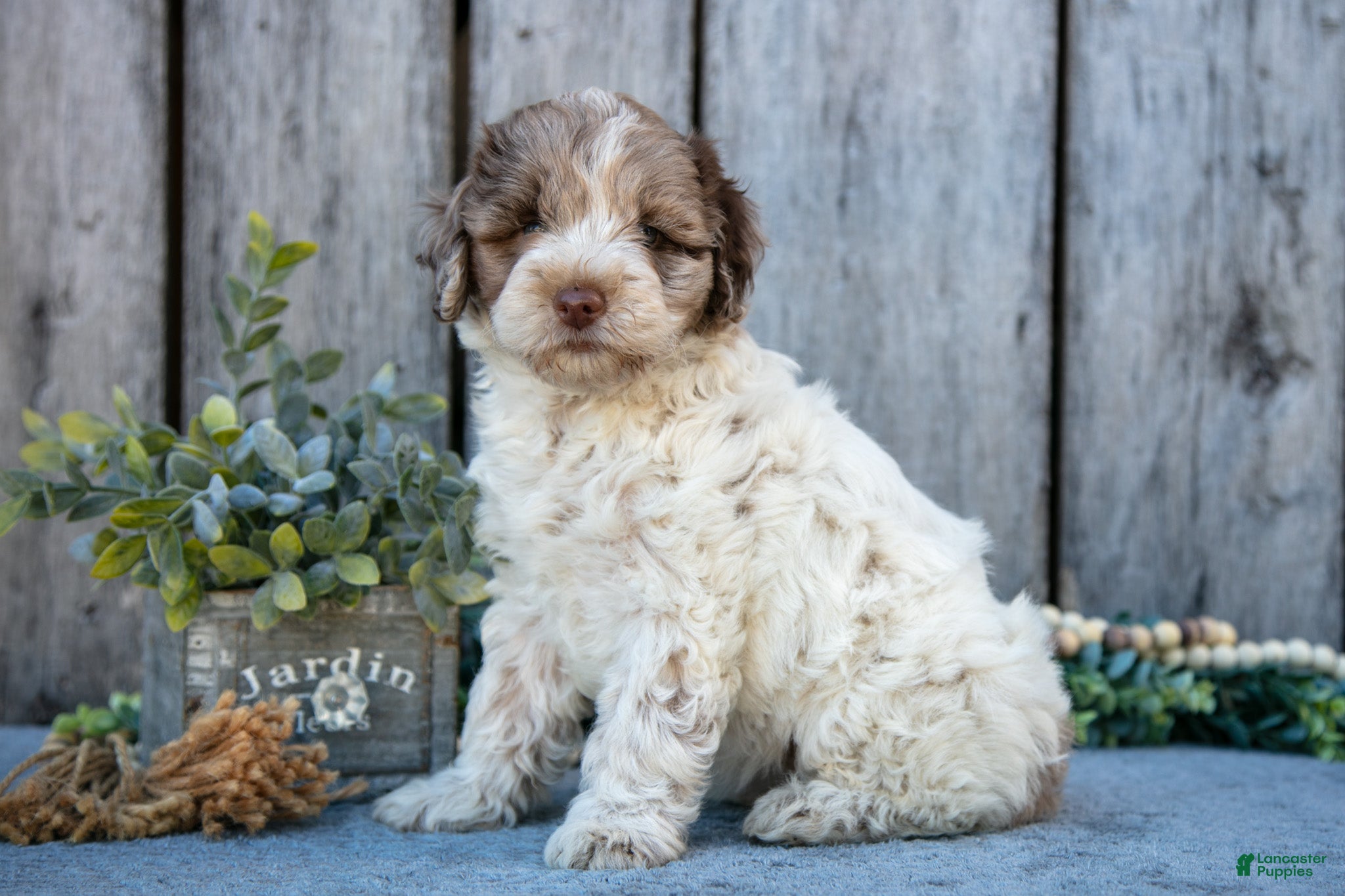 Mixed Breed dogs Snowball - Ad 25