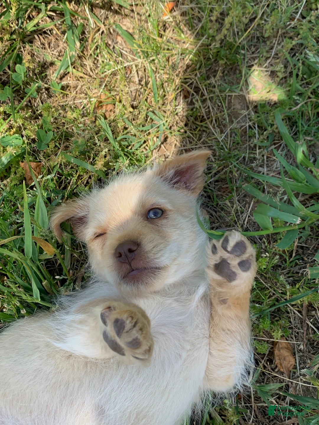 Mixed Breed dogs for sale: Mixed Breed Puppy 2 - Ad 2