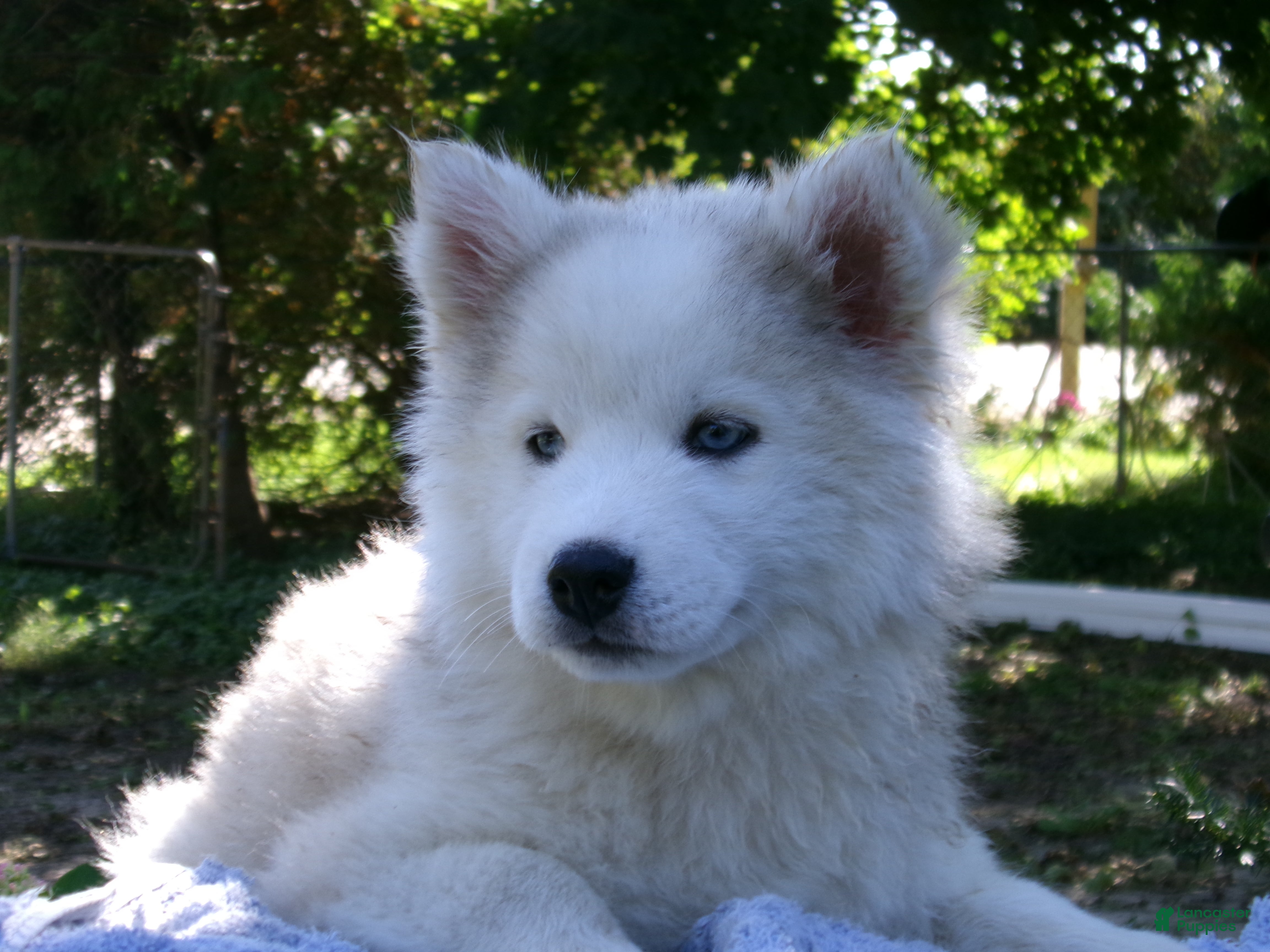 Pomsky dogs for sale: Buster - Ad 1