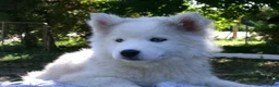 Pomsky dogs for sale: Buster - Ad 1