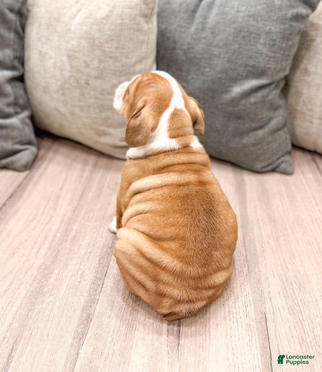 Mixed Breed dogs for sale: Dallas - Ad 2