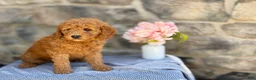 Goldendoodle dogs for sale: Miso - Ad 10