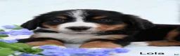 Bernese Mountain Dog dogs for sale: Lola - Ad 4