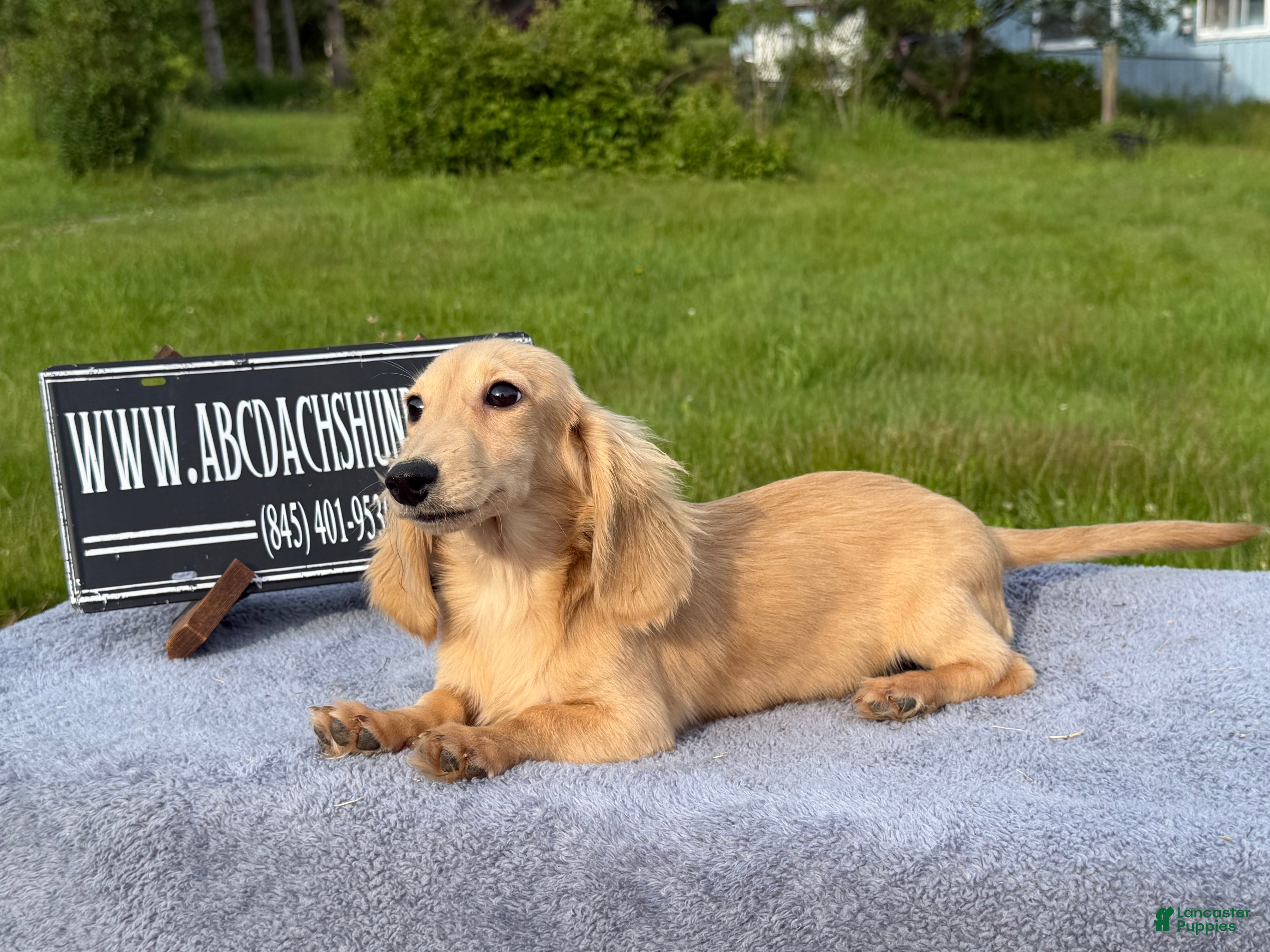 Miniature Dachshund dogs Cream - Ad 4