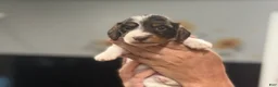 Miniature Dachshund dogs for sale: Chocolate Pie - long hair - Ad 3