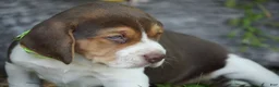 Beagle dogs for sale: Otis - Ad 13