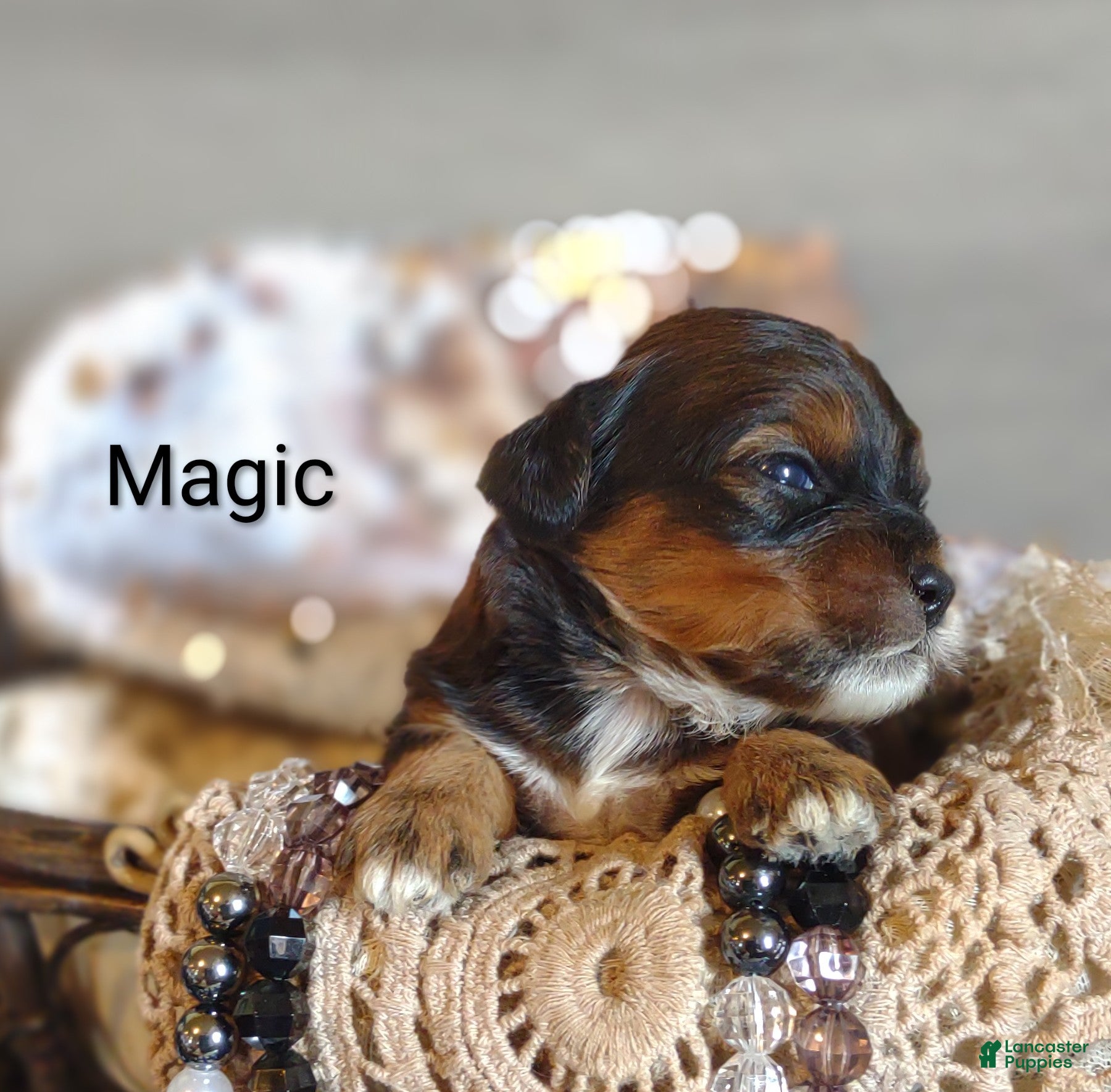 Shihpoo dogs Shihpoo Puppy 1 Magic  - Ad 1