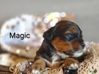 Shihpoo dogs for sale: Shihpoo Puppy 1 Magic - Ad 2