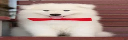 Samoyed dogs for sale: Aspen - Ad 2