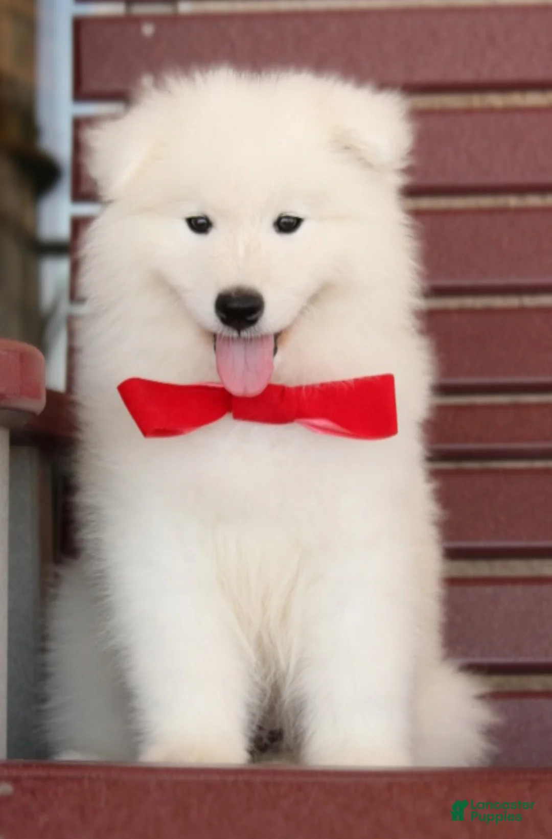 Samoyed dogs for sale: Aspen - Ad 2