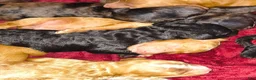 Mini Goldendoodle dogs for sale: Biscuit  - Ad 5