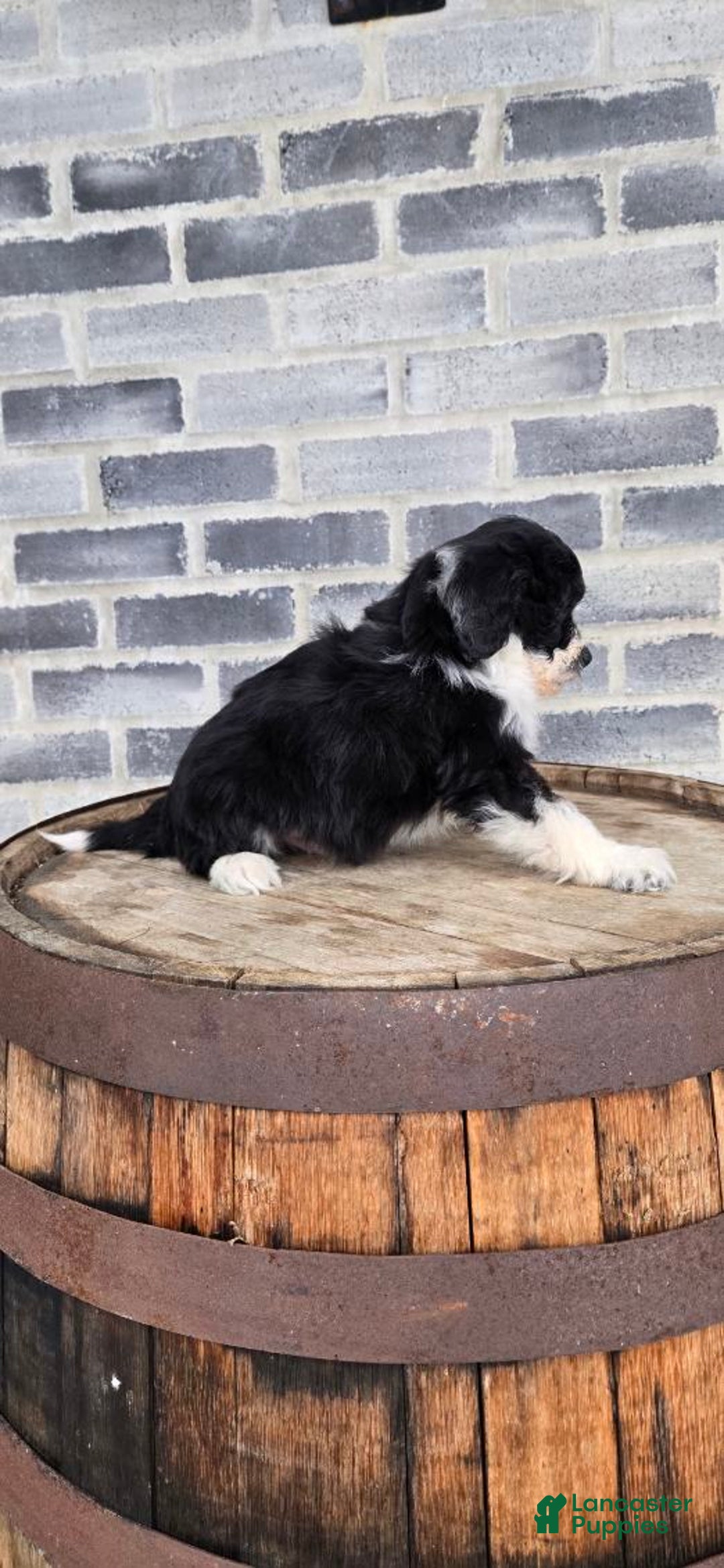 Mini Aussiedoodle dogs for sale: Sailor – Male - Ad 8