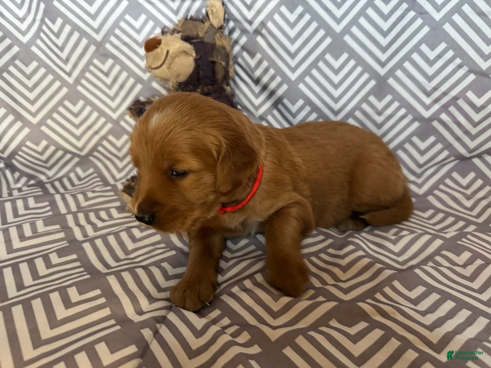 Golden Retriever dogs Red - Ad 2