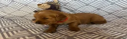 Golden Retriever dogs for sale: Red - Ad 2