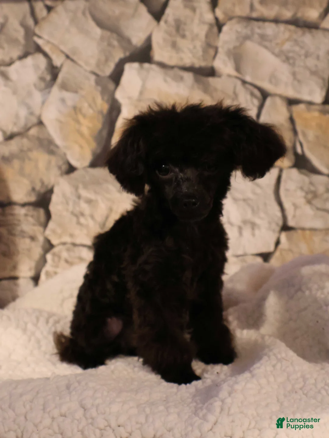 Toy Poodle dogs for sale: Oliver - Ad 2
