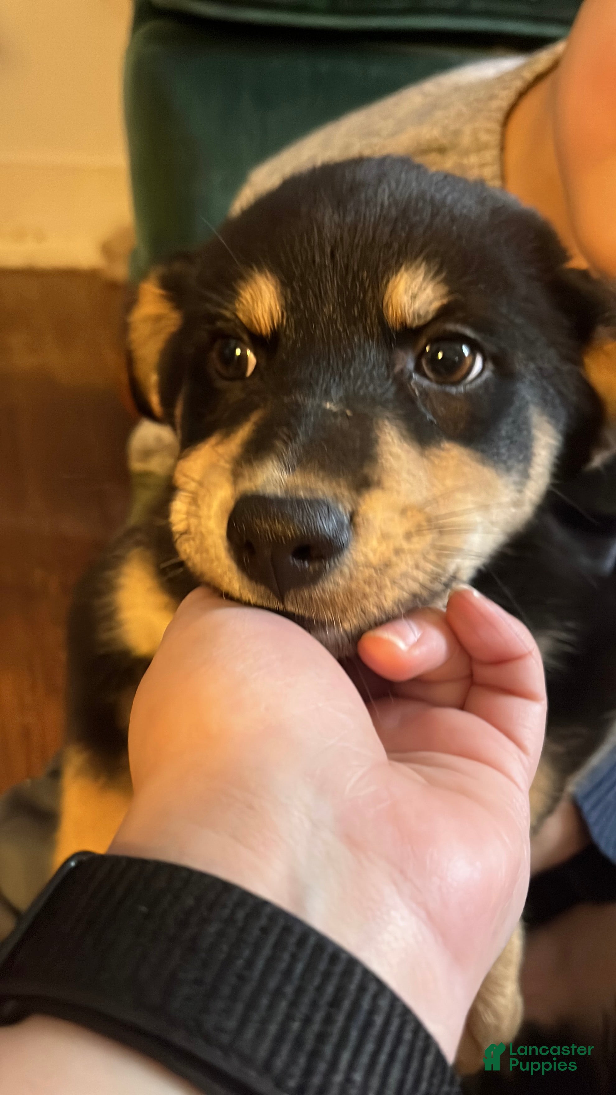 Mixed Breed dogs Victra - Ad 37