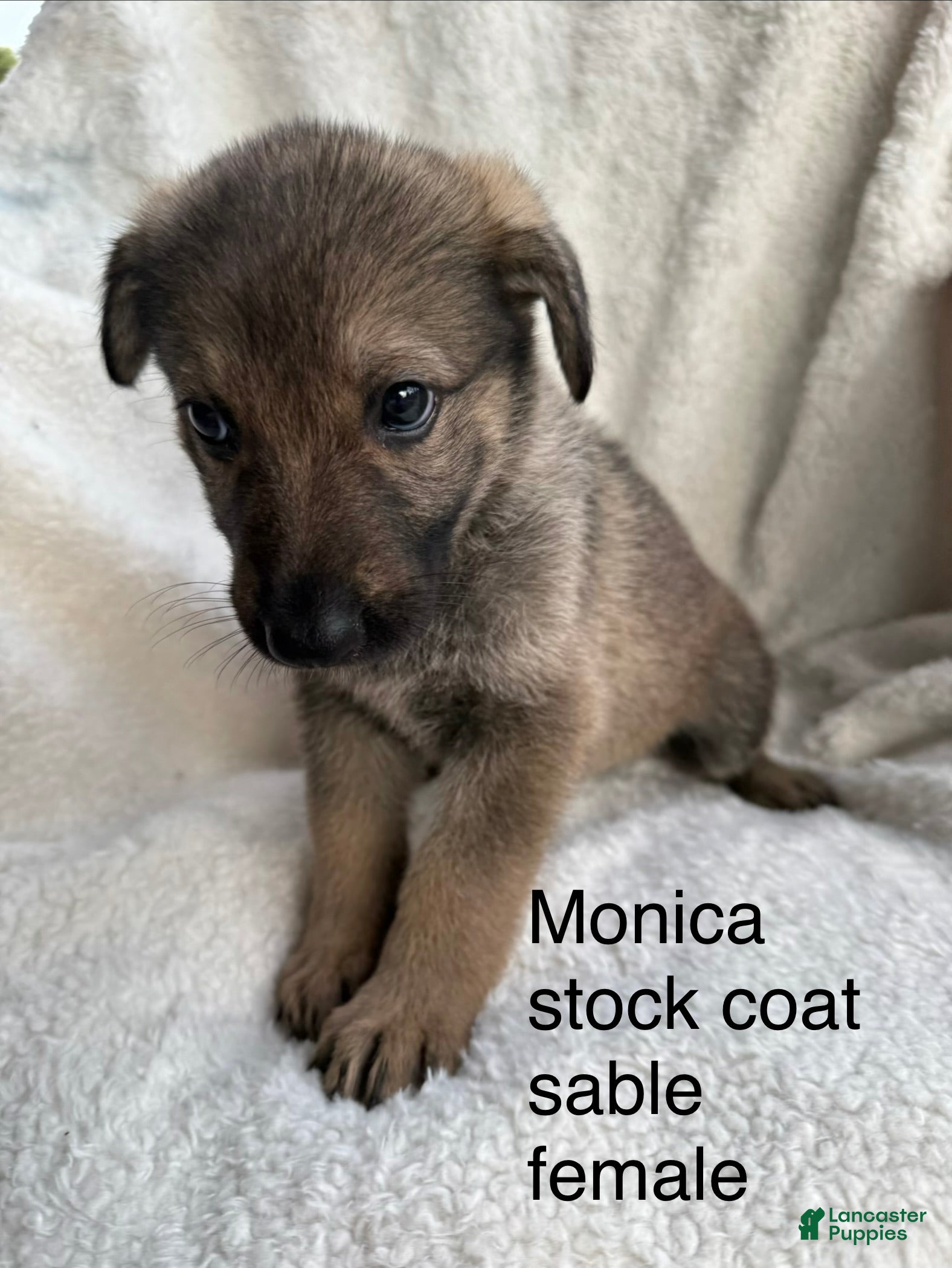 German Shepherd dogs Monica  - Ad 1