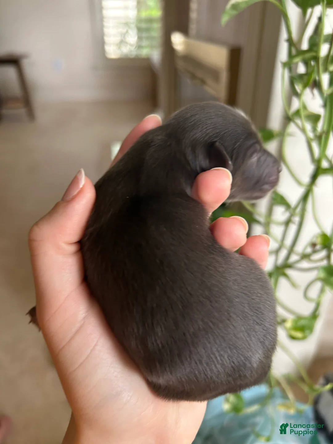 Miniature Australian Shepherd dogs for sale: Nixon - Ad 2