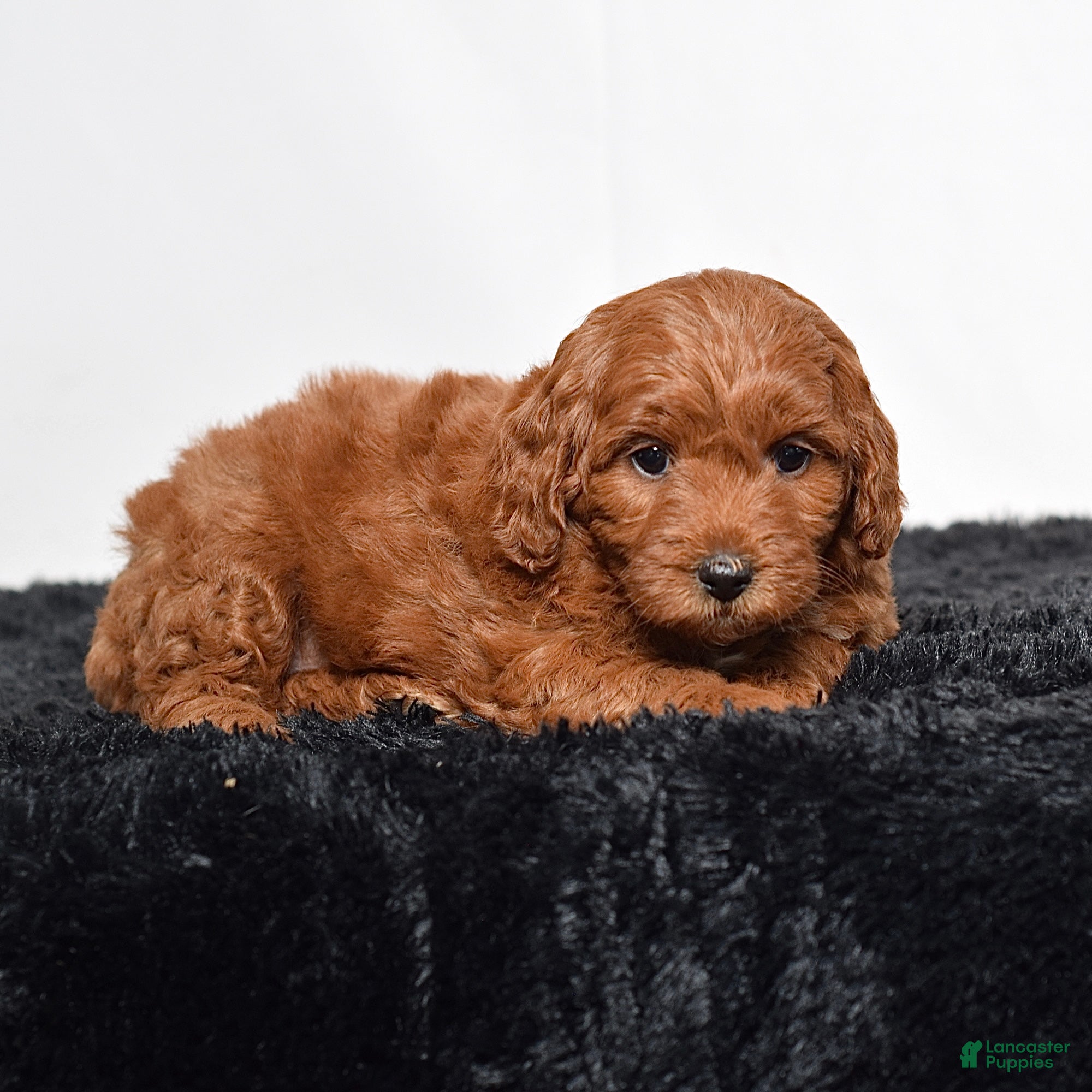Mini Goldendoodle dogs for sale:  Mabel - Ad 2
