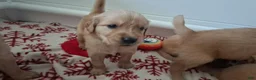 Golden Retriever dogs for sale: Golden Retriever 1 - Ad 5