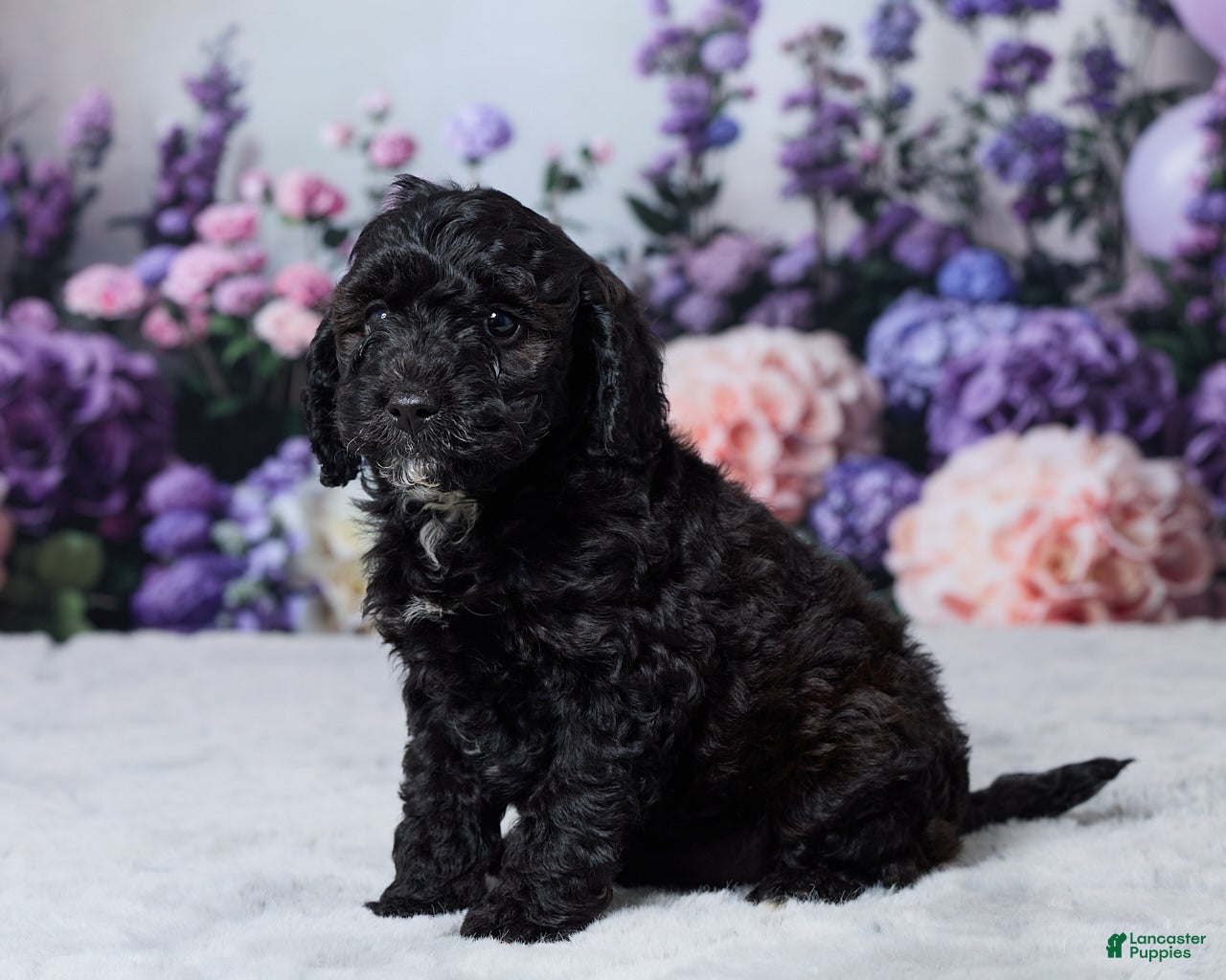 Cavapoo dogs Snickers - Ad 2