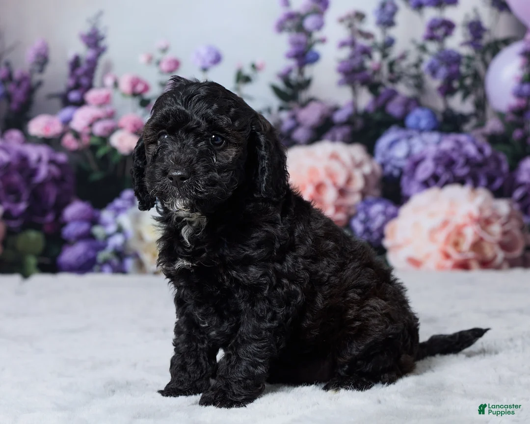 Cavapoo dogs for sale: Snickers - Ad 2