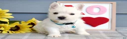 West Highland Terrier dogs for sale: Brody  - Ad 3