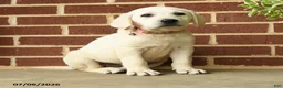 Labrador Retriever dogs for sale: Dolly - Ad 5