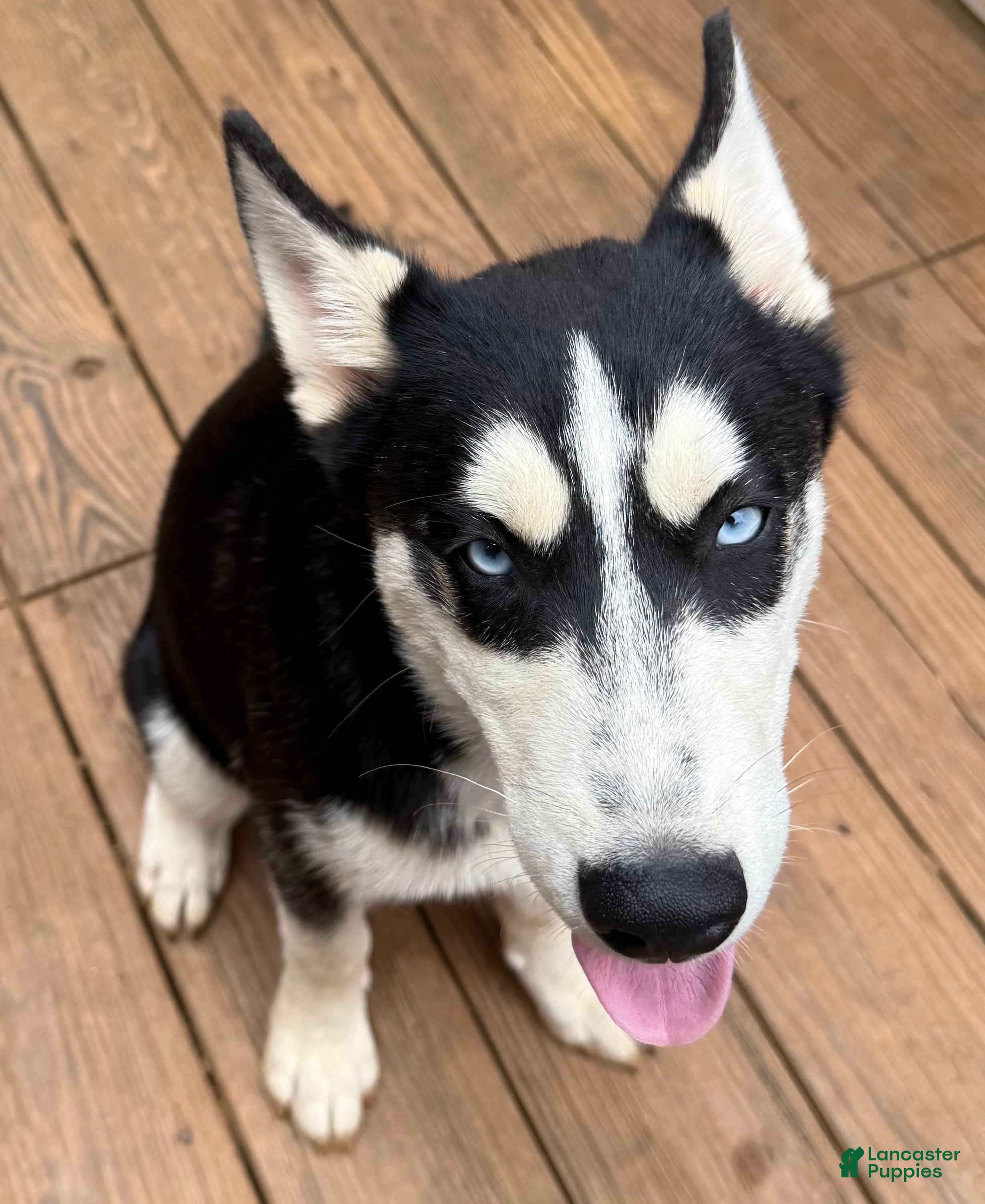 Siberian Husky dogs Minion - Ad 1