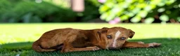 Catahoula Leopard Dog dogs for sale: Tigger 2026 Female 1 - Ad 5