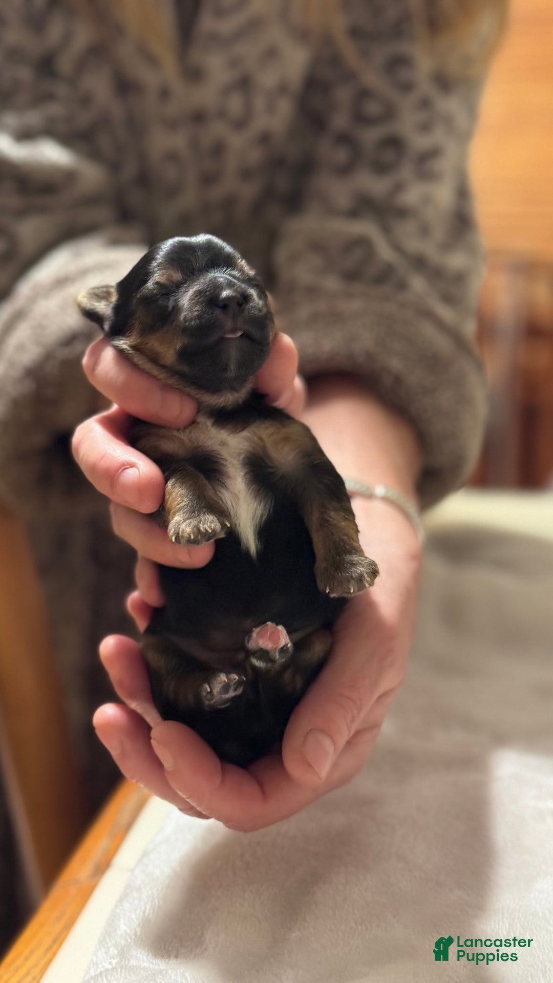 Mixed Breed dogs for sale: Angus - Ad 6