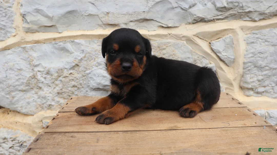 Rottweiler dogs for sale: Bing - Ad 1
